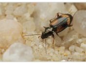 střevlíček Bembidion femoratum, Vlkovská pískovna, Třeboňsko, 10.6.2023; čeleď střevlíkovití (Carabidae) 