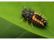 Slunéčko východní (Harmonia axyridis), Vlkovská pískovna, Třeboňsko, 11.6.2023; čeleď slunéčkovití (Coccinellidae); larva