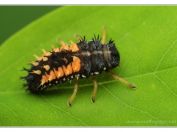 Slunéčko východní (Harmonia axyridis), Vlkovská pískovna, Třeboňsko, 11.6.2023; čeleď slunéčkovití (Coccinellidae); larva