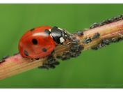 Slunéčko sedmitečné (Coccinella septempunctata), Vlkovská pískovna, Třeboňsko, 11.6.2023; čeleď slunéčkovití (Coccinellidae); neúnavný predátor v kolonii mšic