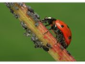 Slunéčko sedmitečné (Coccinella septempunctata), Vlkovská pískovna, Třeboňsko, 11.6.2023; čeleď slunéčkovití (Coccinellidae); neúnavný predátor v kolonii mšic