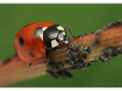 Slunéčko sedmitečné (Coccinella septempunctata), Vlkovská pískovna, Třeboňsko, 11.6.2023; čeleď slunéčkovití (Coccinellidae); neúnavný predátor v kolonii mšic