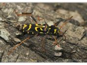 tesařík Clytus tropicus, rybník Rožmberk, 18.6.2023; čeleď tesaříkovití (Cerambycidae); další nález po jedenácti letech