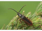 kovařík Omalisus fontisbellaquaei, rybník Rožmberk, 25.6.2023; čeleď kovaříkovití (Elateridae); samec