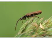 kovařík Omalisus fontisbellaquaei, rybník Rožmberk, 25.6.2023; čeleď kovaříkovití (Elateridae); samec