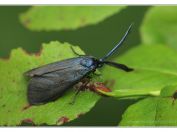 Zelenáček trnkový (Rhagades pruni), Vlkovská pískovna, Třeboňsko, 6.7.2023; čeleď vřetenuškovití (Zygaenidae); samec ohroženého druhu