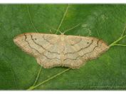 Žlutokřídlec kručinkový (Idaea aversata), rybník Starý Hospodář, Třeboňsko, 8.7.2023; čeleď píďalkovití (Geometridae)